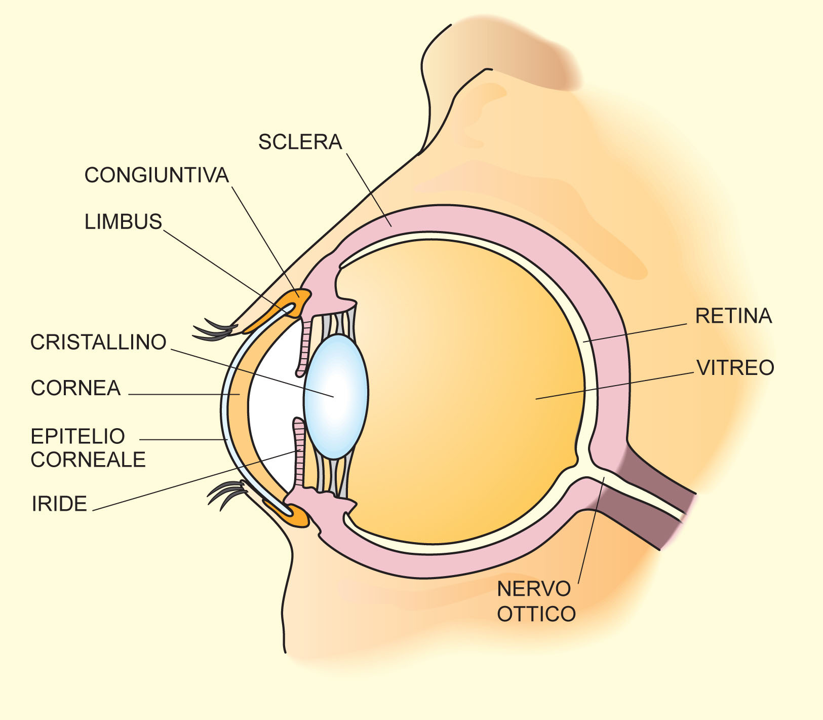 Trapianto di cornea